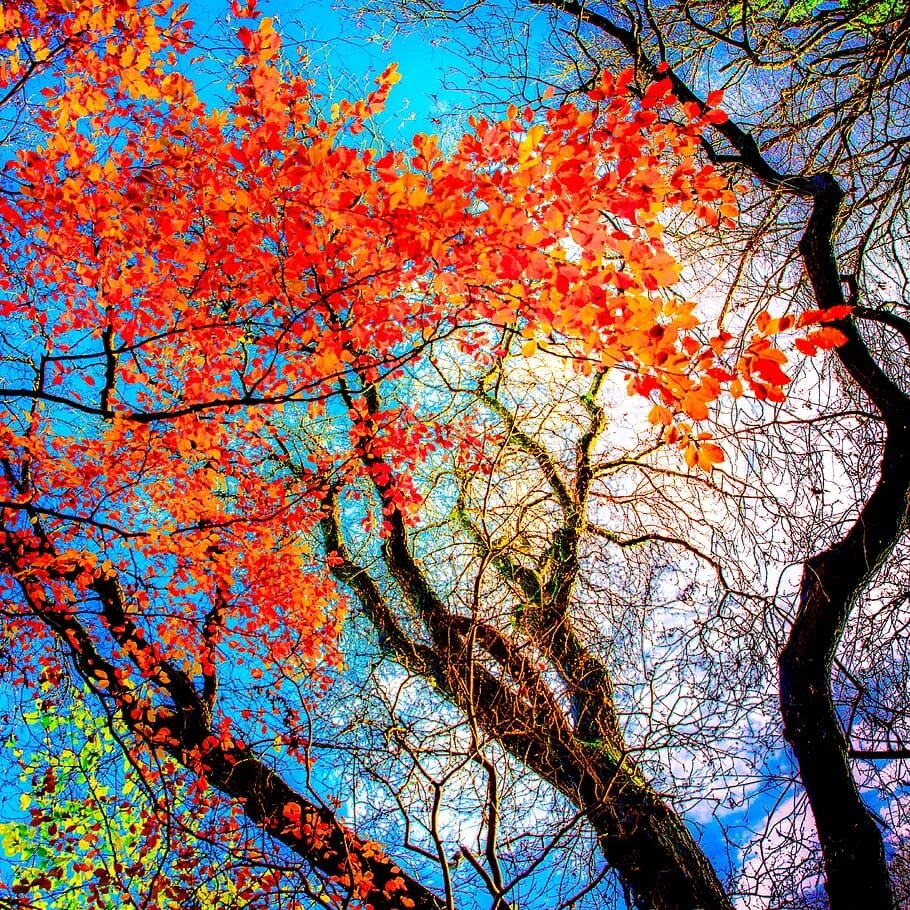 Краски осени. Красивая осень. Сентябрь природа. Краски осени природа. Разноцветная осень.