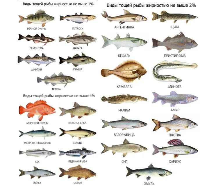 Какая рыба при поджелудочной. Сорта рыбы по жирности таблица. Нежирные сорта морской рыбы. Сорта рыб нежирных сортов.