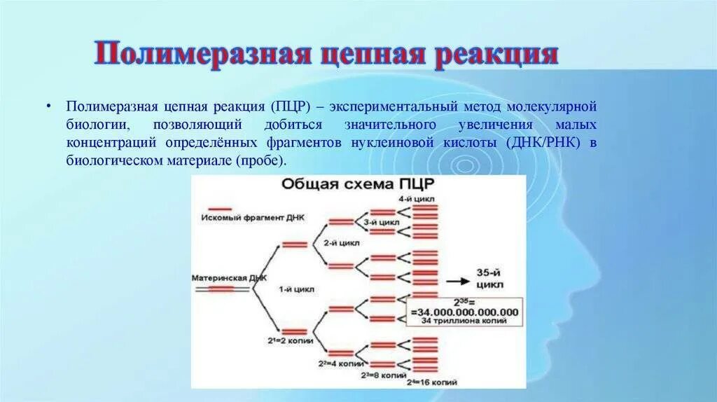 Метод разделения фрагментов днк. . полимеразная цепная реакция (пцр). этапы. пцр принцип метода микробиология. в процессе полимеразной цепной реакции (пцр) синтезируют:. пцр механизм реакции микробиология.