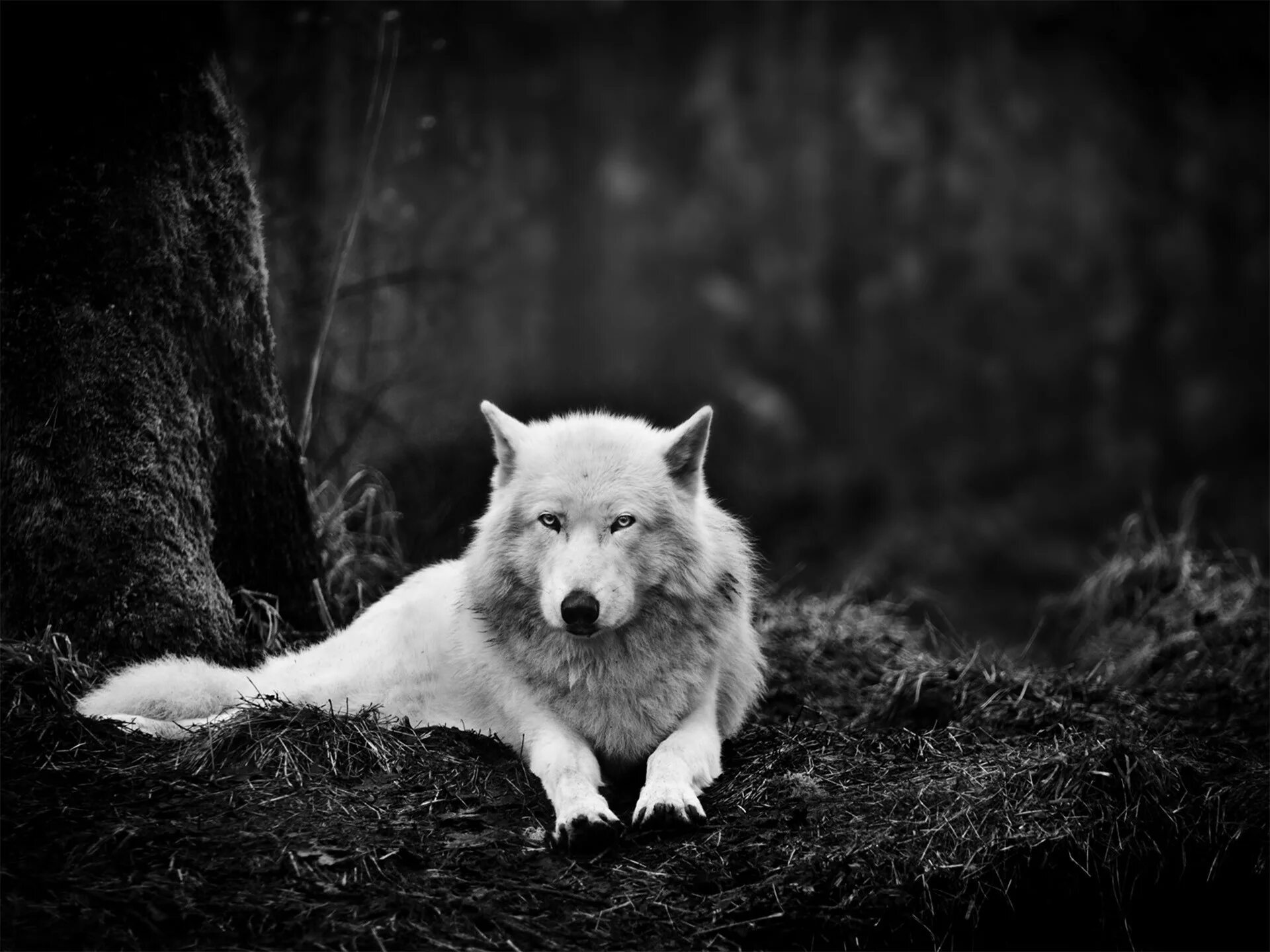 The terminal list dark wolf