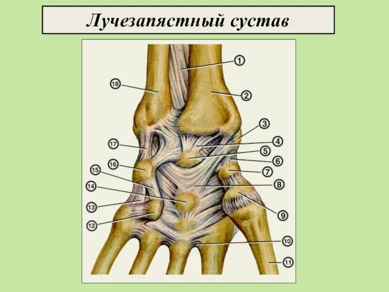 Образование лучезапястного сустава. Синдесмоз лучезапястного сустава. лучезапястный сустав анатомия. строение лучезапястного сустава. анатомия лучезапястного сустава человека.