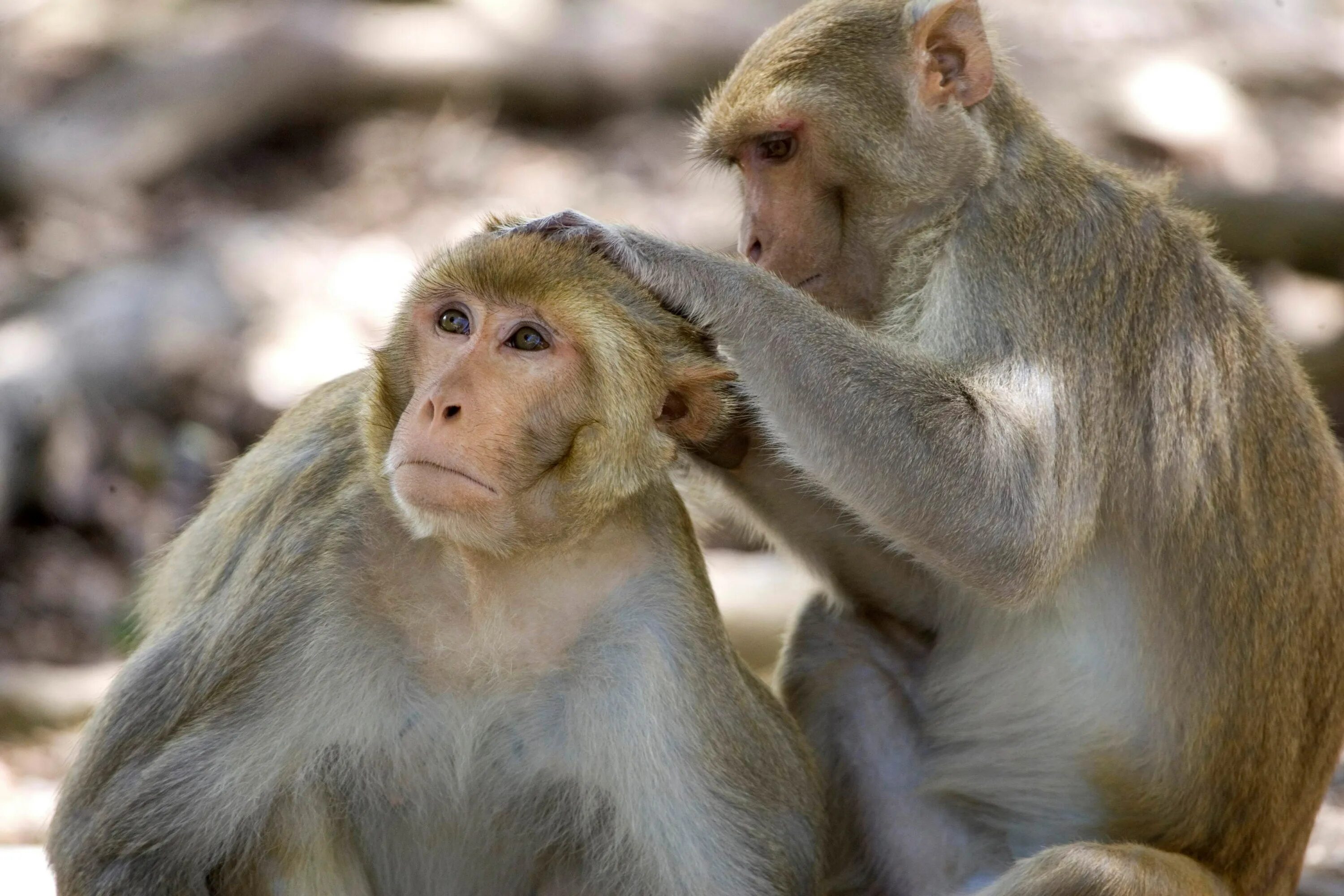 I like monkeys