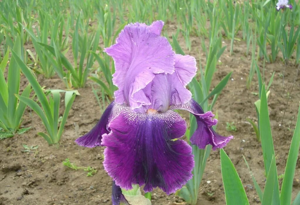 ирис семейные. ирис семейные. ирис бородатый бэбелинг брук. ирис poem of ecstasy. ирис gypsy lord.