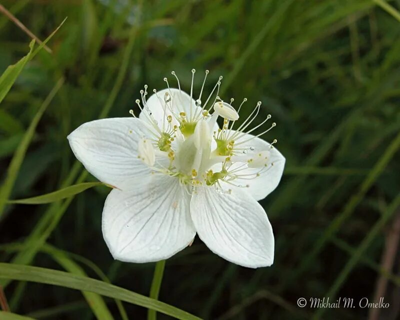 Белозор болотный - parnassia palustris l. Кувшинка белая. Белоцветка болотная. Белый болотный цветок. Белокрыльник болотный calla palustris калла болотная.