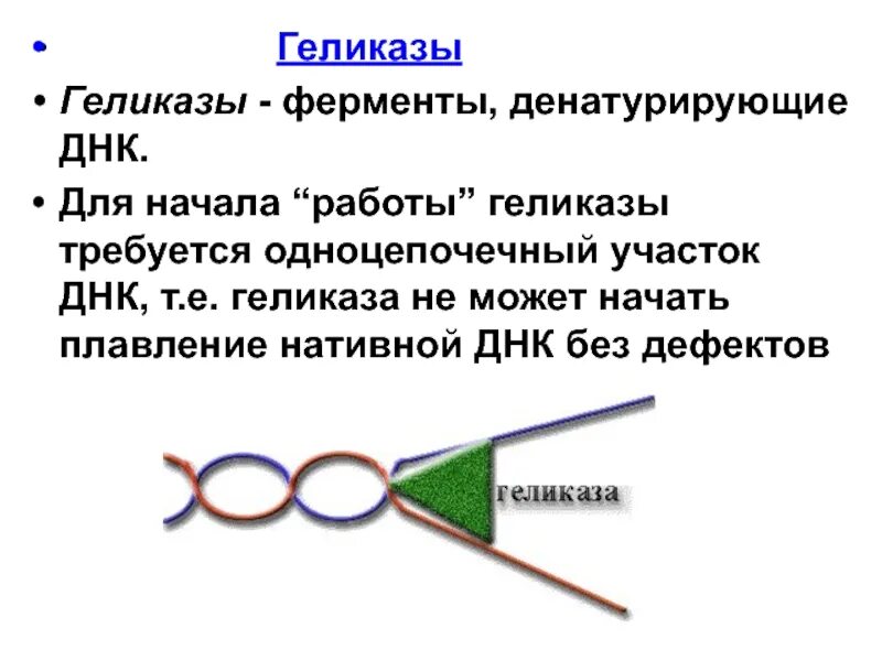 Фермент хеликаза. Фермент геликаза. Фермент геликаза функции. Хеликаза и геликаза. ДНК геликаза.