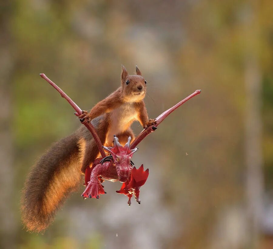 смешные животные. белка. есть ли белка птиц. белки хищники. есть ли белка птиц.