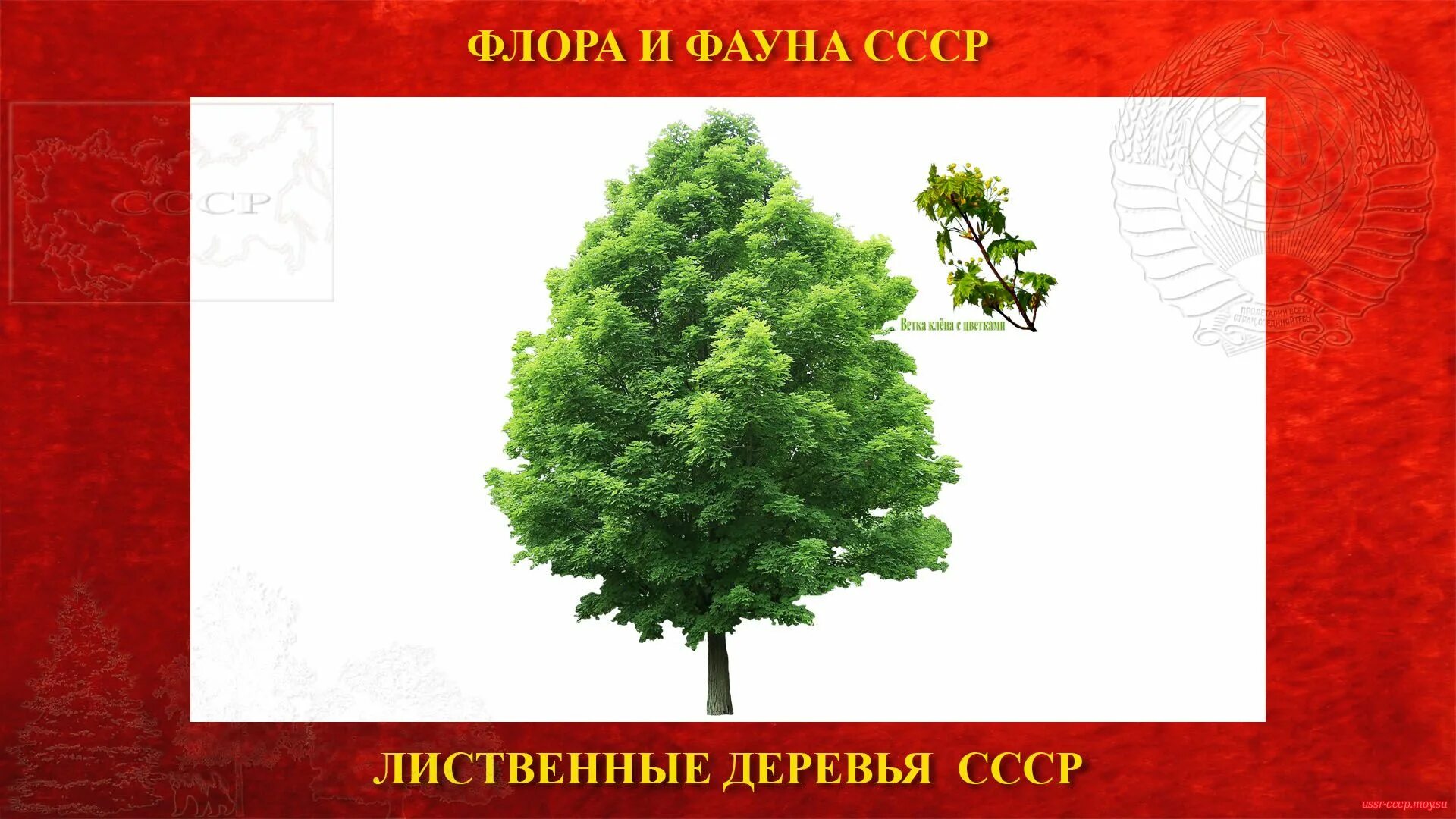 Дерево ссср. Лиственное дерево рода клен. Клен СССР. Лиственное дерево рода клен на я.