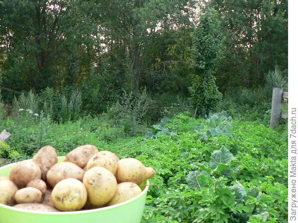 Сорт картофеля винета описание характеристика отзывы