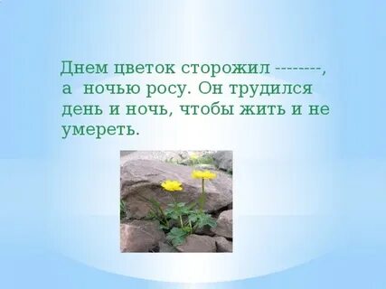 Что сторожил цветок