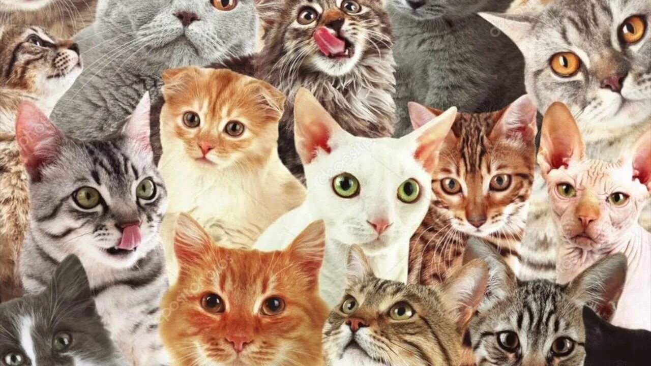 Группы про кошек. Много кошек разных пород. Породы кошек коллаж. Толпа кошек. Разные породы кошек на одном фото.