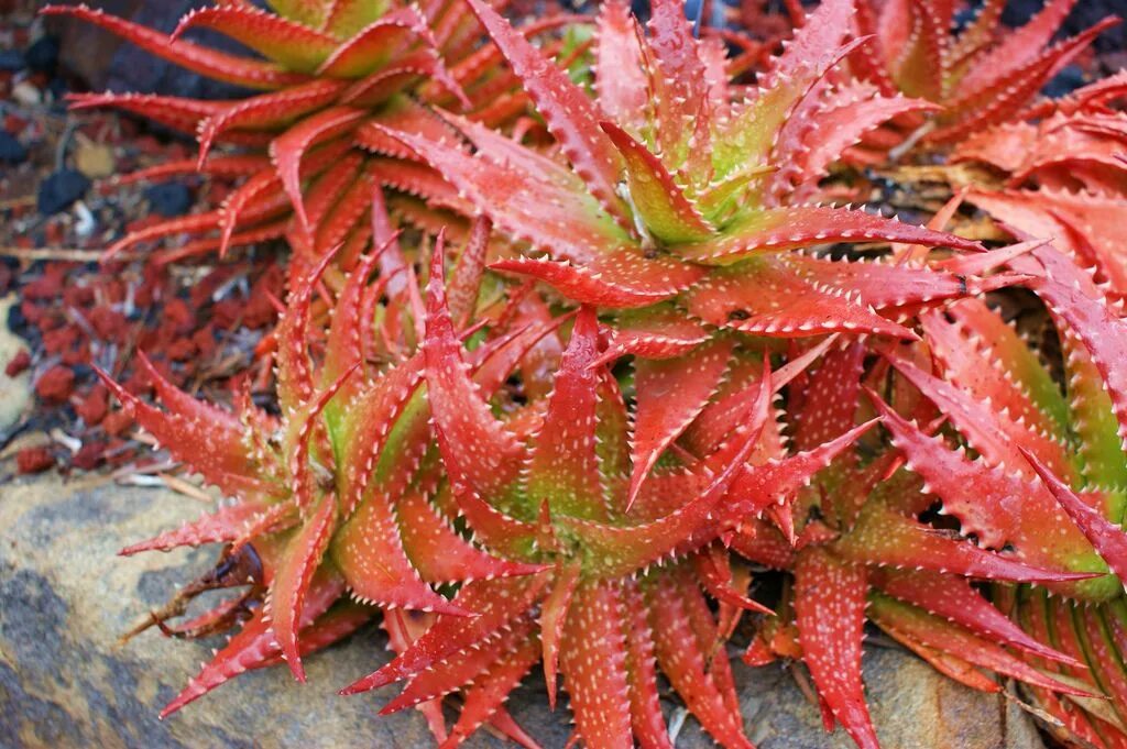 Алоэ краснеет. Aloe dorotheae. Алоэ Сансет. Алоэ Дениз цветок. Алоэ ред Шейдс.