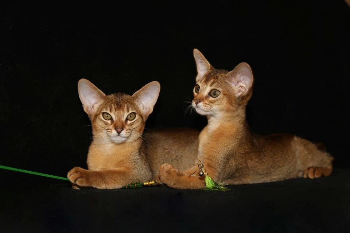 Абиссинская кошка. Абиссинская кошка котёнок. Абиссинская кошка 3. Абиссинский кот 3 месяца.