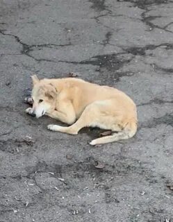 Ранимая собака