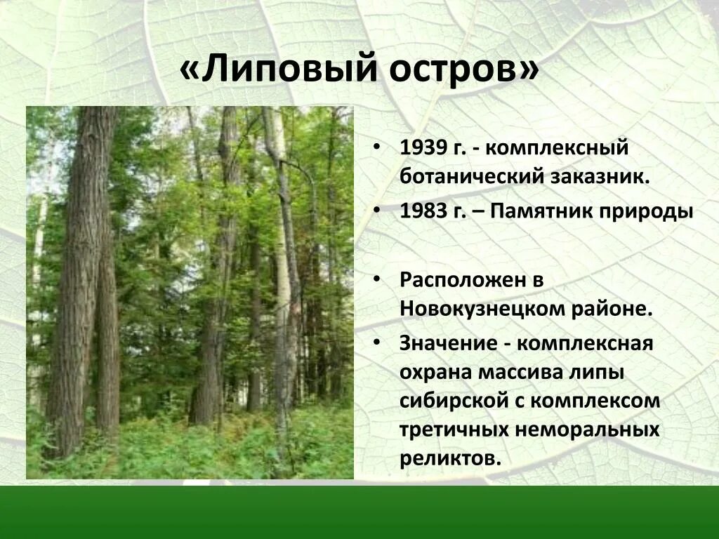 Характеристика памятников природы. Липовый остров Кемеровская область. Липа Сибирская липовый остров. Памятник природы липовый остров Кузбасс. Липовый остров Новокузнецк.