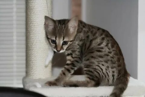 Ашера из дагестана фото