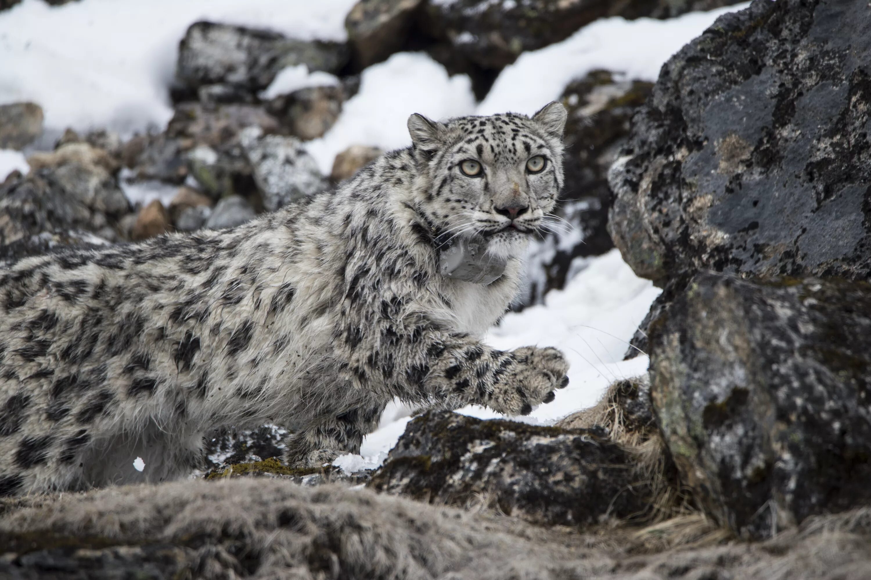 Snow leopard 2. Снежный барс непал. дальневосточный ирбис. снежный барс леопард snow leopard ирбис. снежный барс призрак гималаев.