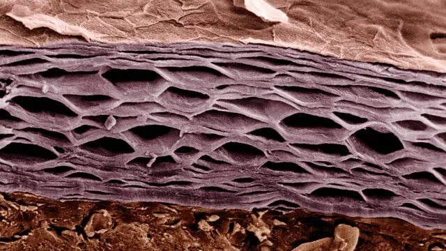 Cross section of human skin showing the stratum corneum layer of the epidermis L
