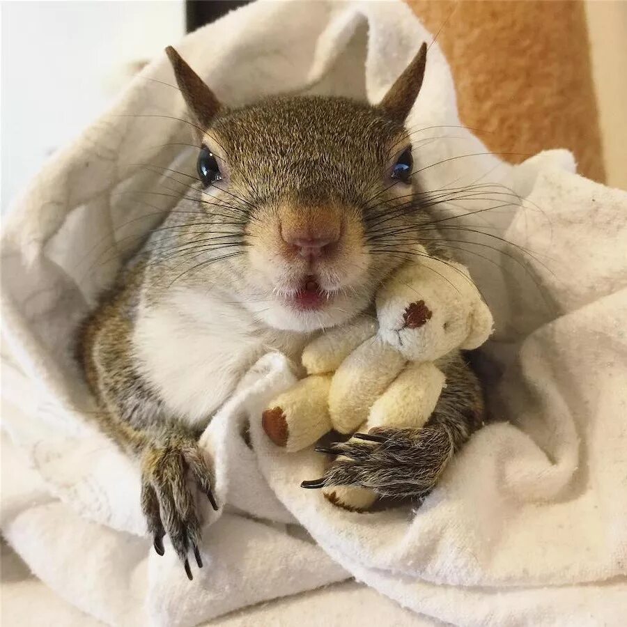 белки запутались хвостами. белка врач. белка стоматолог. белочка с орешками. белочка лечение.