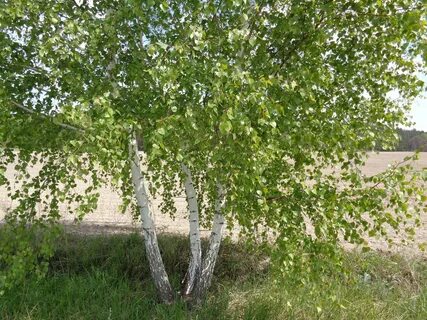 Цвет березы фото