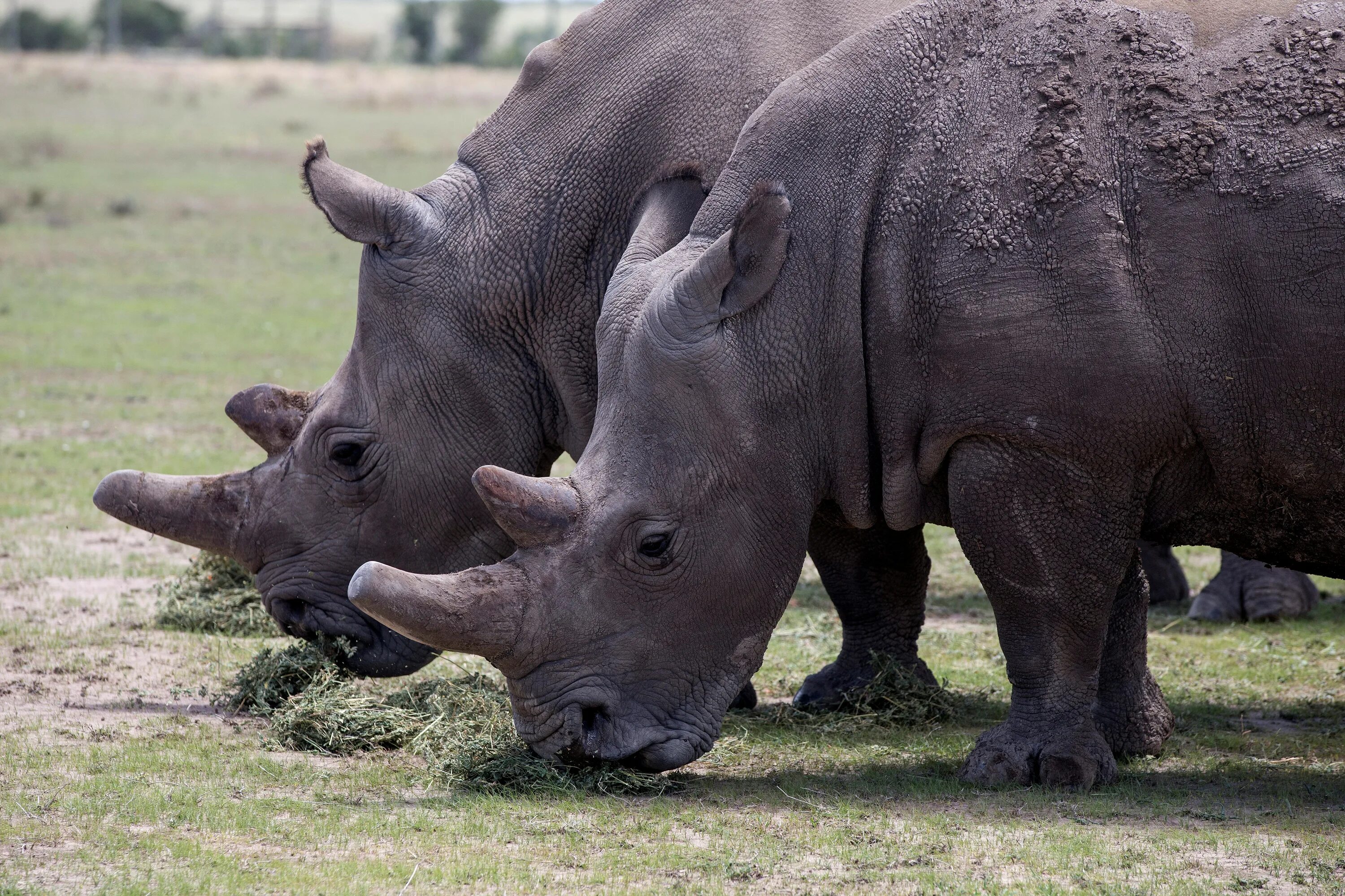 Детеныш носорога. Носорог видео. Много разных Носорогов. Тварина носоріг паразити. Сколько детенышей носорога родилось в 2001 году