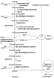 Бескислородное окисление глюкозы до пировиноградной кислоты