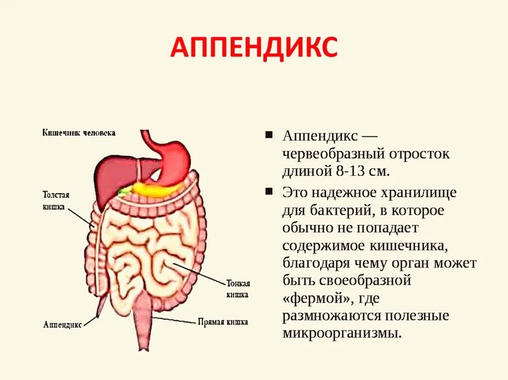 Характеристика слепой кишки. Аппендикс строение схема. Аппендикс внутреннее строение. Слепая кишка анатомия строение. Пищеварительная система аппендикс.