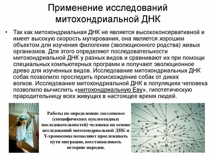 Определение последовательности митохондриальной днк неандертальца. Исследование митохондриальной днк. митохондриальные метод исследования. митохондриальная и пластидная днк. митохондриальная днк функции.