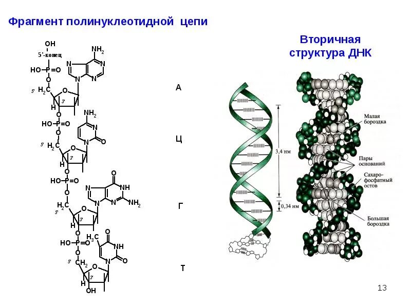 Фрагмент состав. Строение полинуклеотидной цепи днк. цепочка днк структура. фрагмент вторичной структуры днк. строение полинуклеотидной цепочки днк.