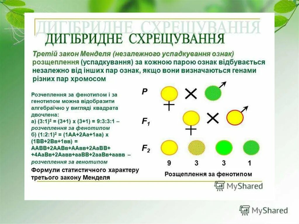 Типи успадкування. Второй закон Менделя. Генетична схема схрещювання. Задачі на Моногібридне схрещування.