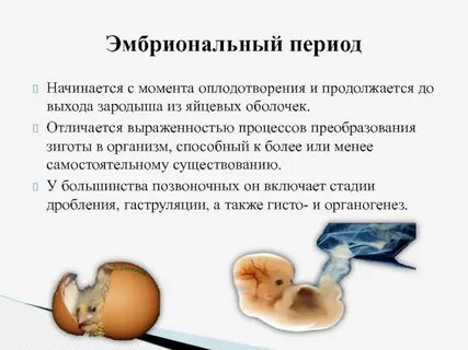 Охарактеризуйте период эмбрионального развития организма