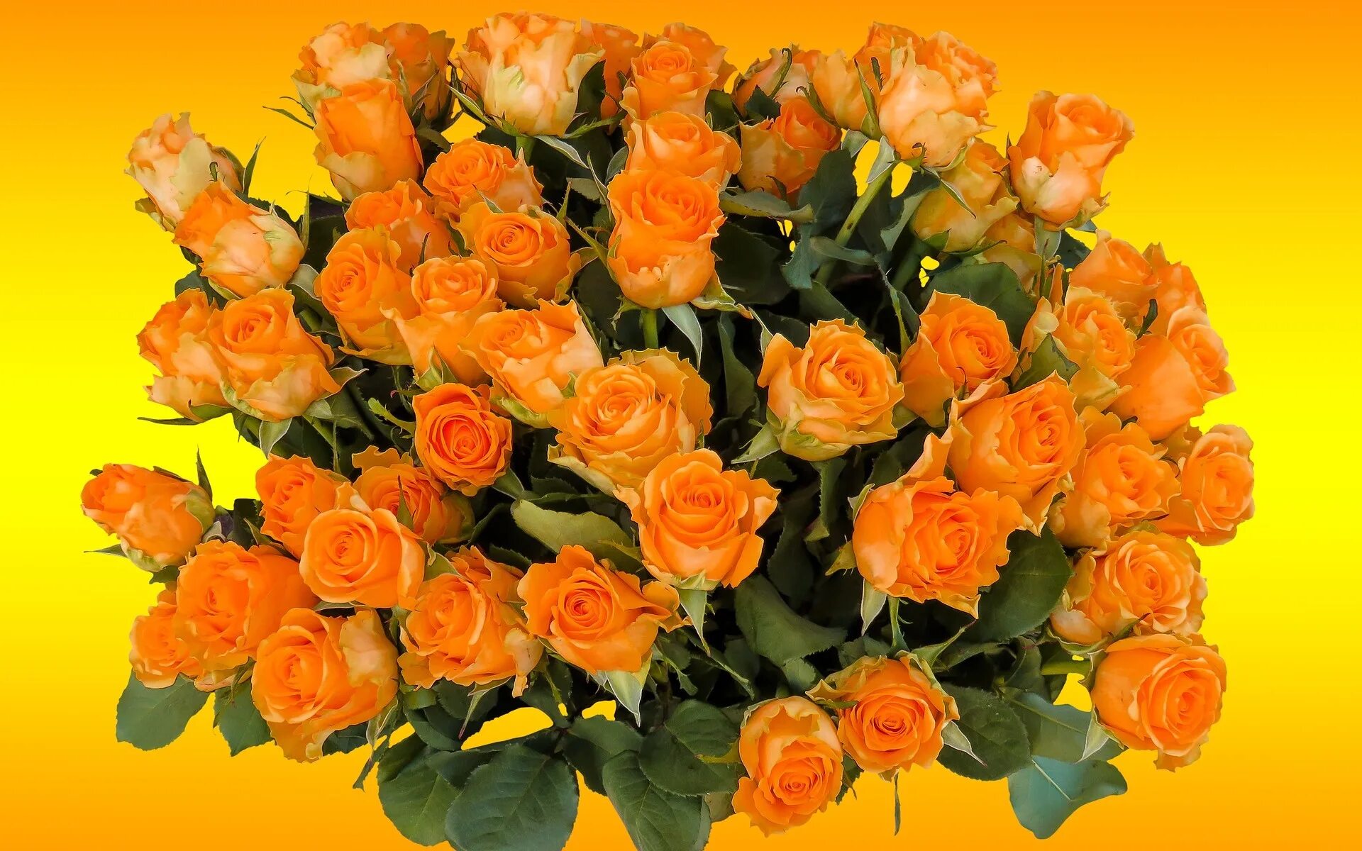 Оранжевые розы к чему. Оранжевые розы букет. Желто оранжевые розы. Желто оранжевый букет.