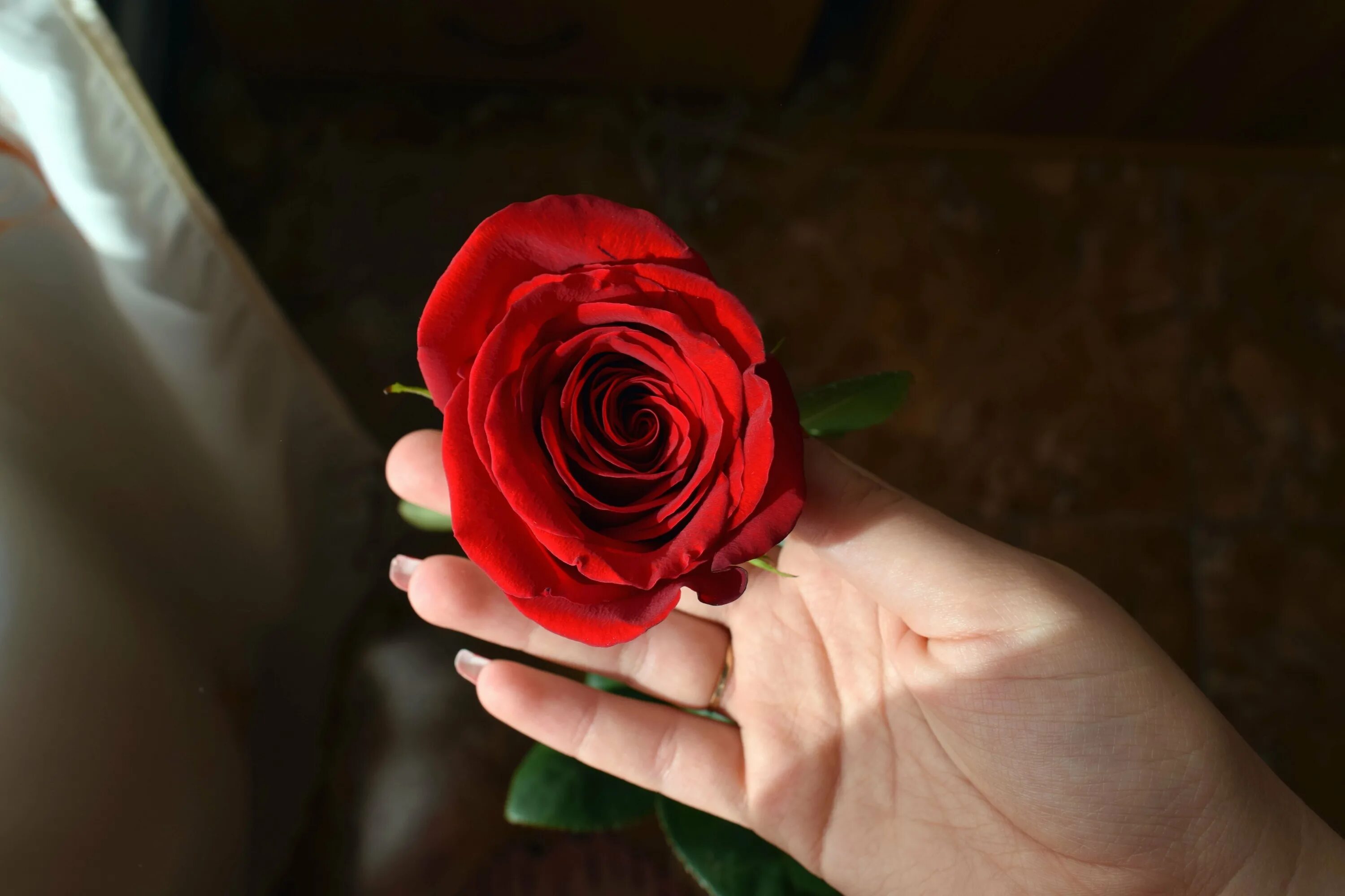 Красные розы. Цветок на руку..