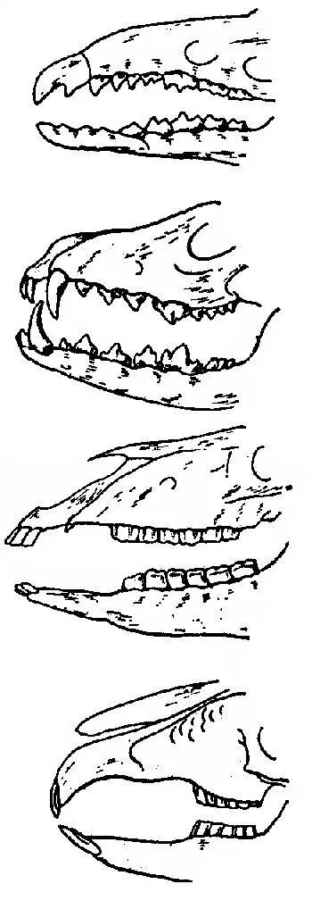Зубная система насекомоядных млекопитающих. Зубная система млекопитающих. Зубная система млекопитающих анатомия. Зубная система хищных млекопитающих. Особенности строения зубной системы парнокопытных
