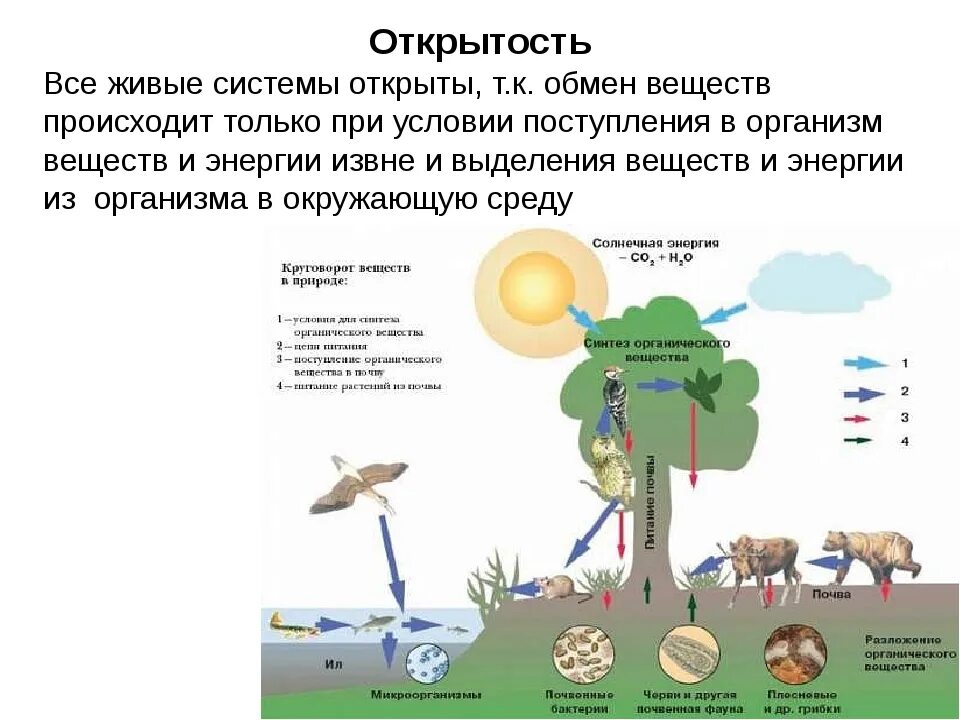 Обмен веществ свойство живых организмов. Открытость системы это в биологии. Открытость биологических систем. Обмен веществ и энергии. Объясните свойства живых организмов