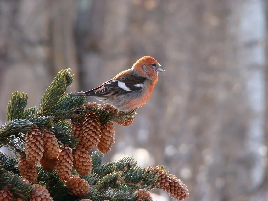 Это парочка клестов еловиков вывела зимой птенцов. Клёст-еловик с птенцами. Птенцы клеста. Клёст-еловик с птенцами. Своя игра птицы презентация.
