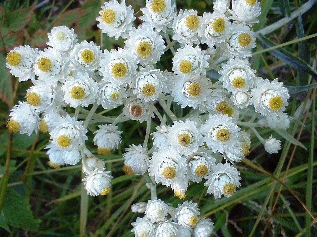 Названия белых многолетних цветов. Анафалис жемчужный. Цветок Анафалис жемчужный. Анафалис margaritacea. Анафалис жемчужный Neuschnee.