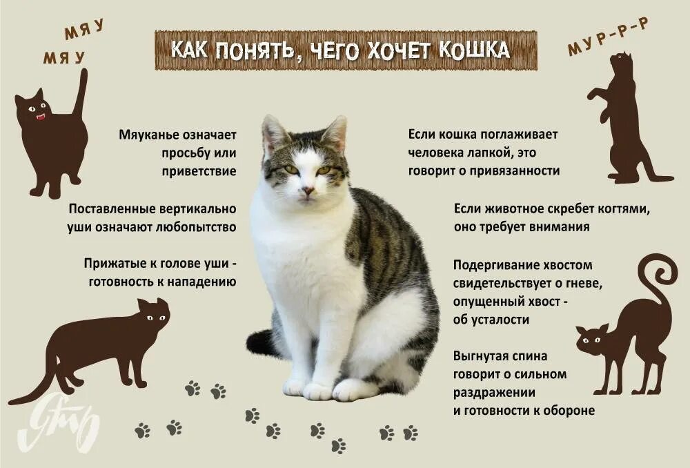 Размер домашней кошки. Как понять кота. Поведение кошек. Как понять что хочет кошка. Как понять что кот хочет кошечку.