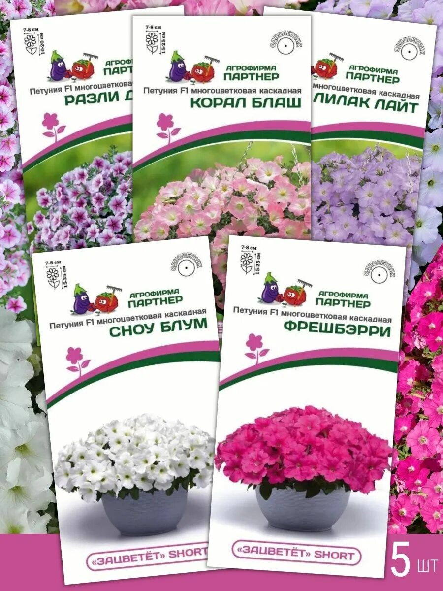 Петуния коралл кисс. Петуния зацветет партнер. Перпл флоу петуния зацветёт. Петуния агрофирма партнер. Петуния перпл флоу партнер.