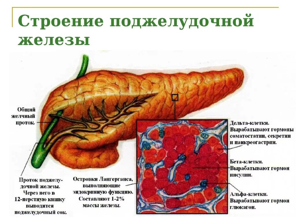 Анатомическое строение поджелудочной железы. Поджелудочная железа внешнее и внутреннее строение. Структура строение поджелудочной железы. Поджелудочная железа схема структура. Секрет поджелудочной железы функции