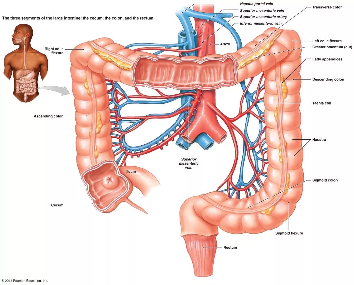 Ободочная толстая кишка анатомия. Анатомия человека кишечник толстая кишка. Анатомия Толстого кишечника человека. Сигмовидная кишка анатомия.