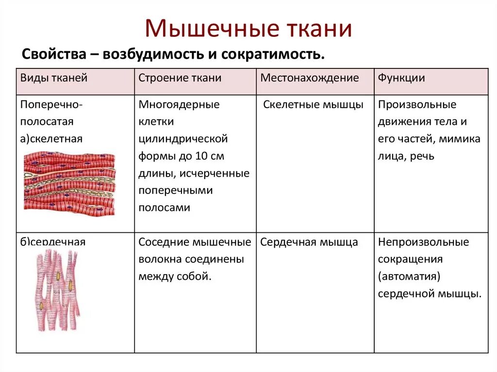 Особенности строения мышечной ткани ответ. Особенности строения ткани мышечной ткани. Особенности строения скелетной мышечной ткани. Мышечная ткань особенности строения и функции. Поперечно полосатая Скелетная функции.