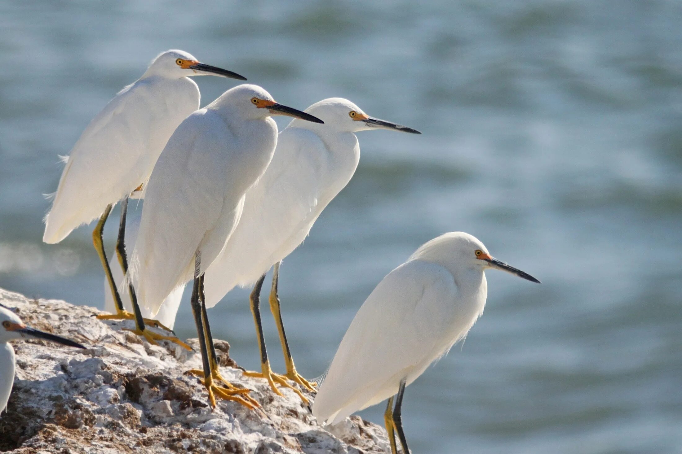 Birs com. Белоснежные птицы. Белая птица. Белая американская цапля. Птицы побережий.