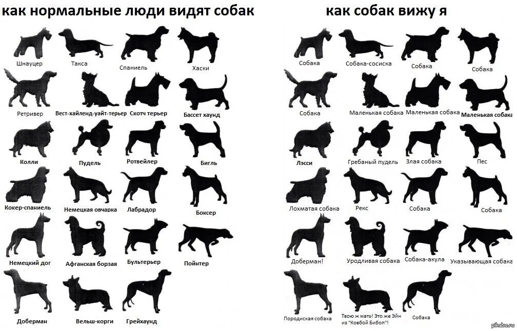 Сколько собак видишь. Породы собак. Виды пород собак. Нормальная собака. Определить породу собаки.