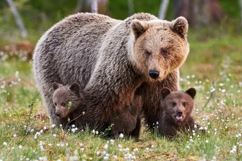 К чему снится увидеть медведя