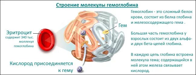 Структура и функции гемоглобина. Молекула гемоглобина строение функции. гемоглобин строение а1. особенности строения и функционирования гемоглобина. строение гема гемоглобина.