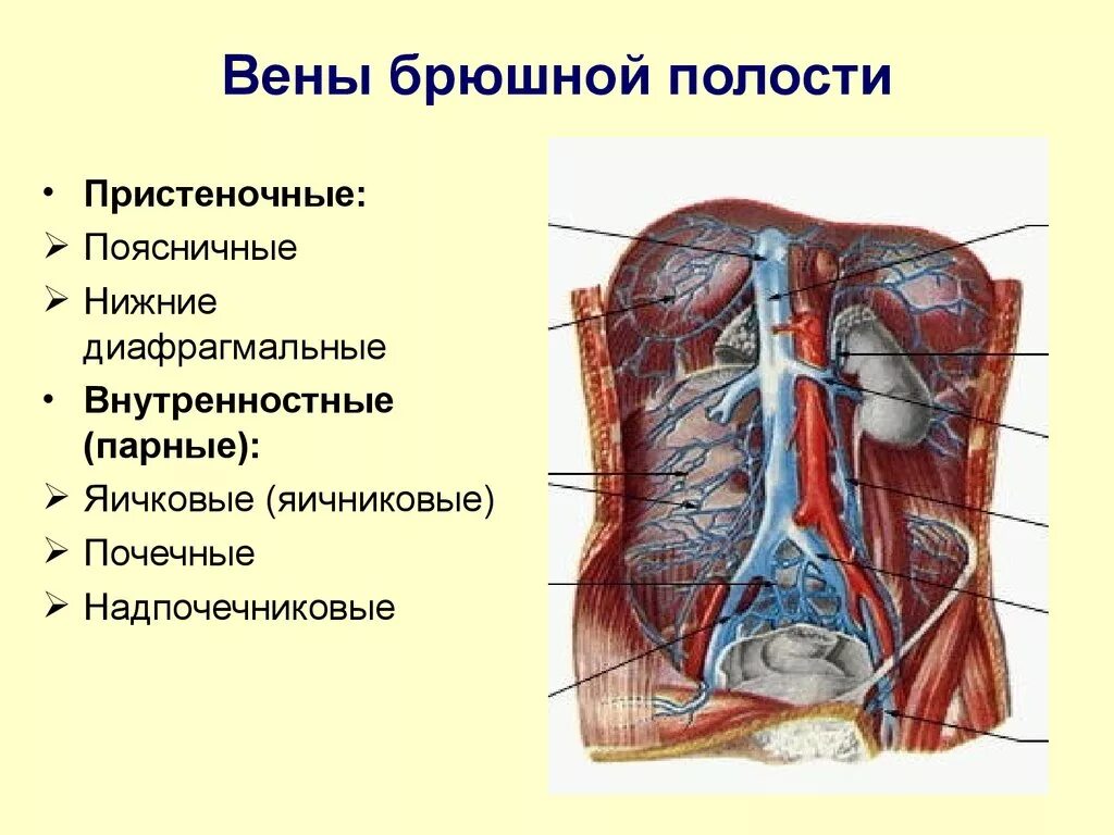 Венозная система органов брюшной полости анатомия. Венозное кровоснабжение брюшной полости. Вены брюшной полости топографическая анатомия. Париетальные вены живота притоки. Артерии органов брюшной полости