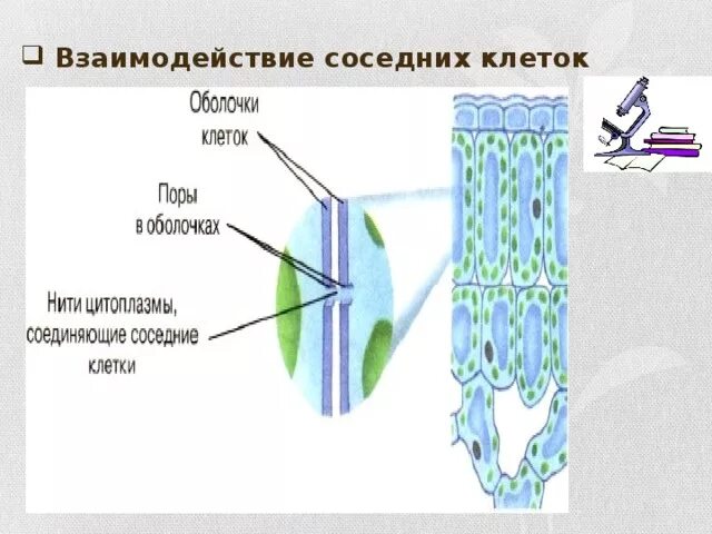 Взаимодействие соседних клеток 5 класс биология. Поры растительной клетки. Взаимодействие соседних клеток рисунок. Цитоплазма и соседние клетки.