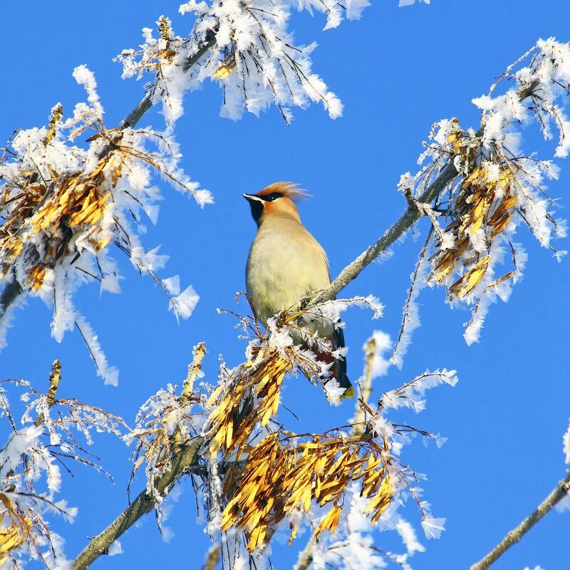 Свиристель зимующая птица зимой. Зимние птицы свиристель. Снегирь, свиристель, дрозд рябинник. Свиристель зимующая птица. Свиристель зимующая.