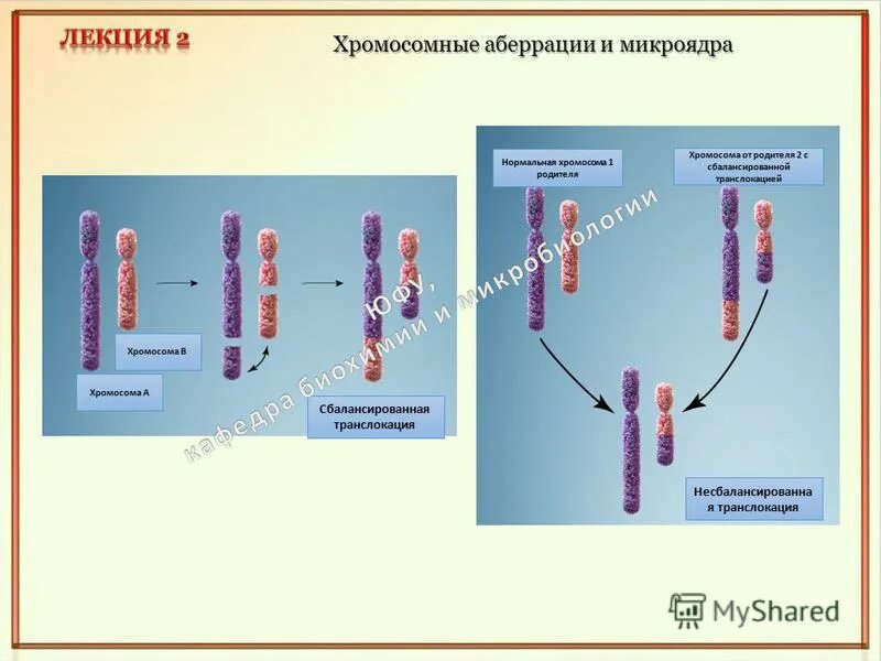 Структурные хромосомные аберрации. Хромосомные обсервации. Структурные хромосомные аберрации. Хромосомные аберрации метод. Структурные нарушения (аберрации) хромосом.