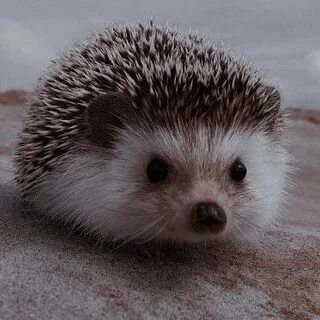 Еж сереж